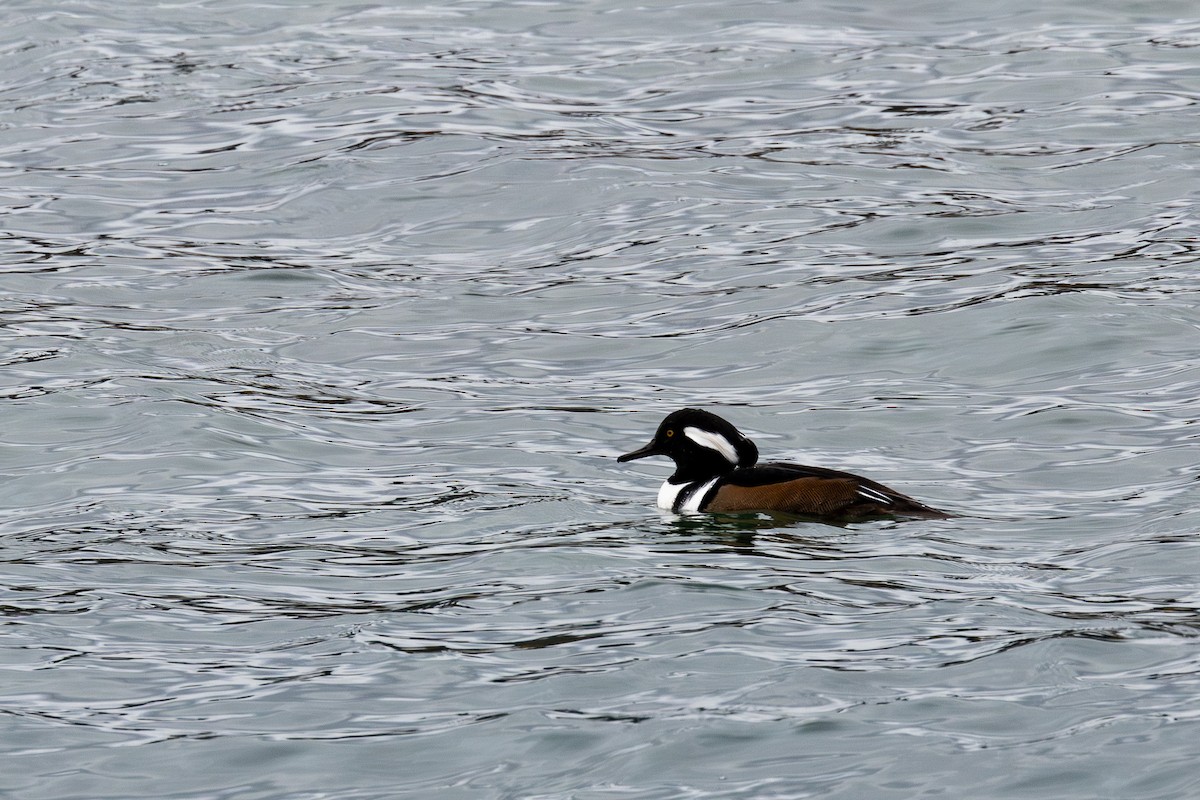 Hooded Merganser - ML610898144