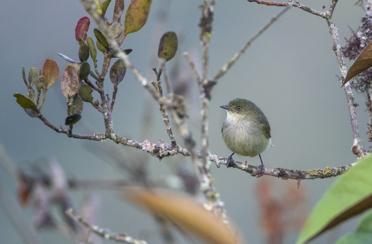 Bolivian Tyrannulet - ML610898171