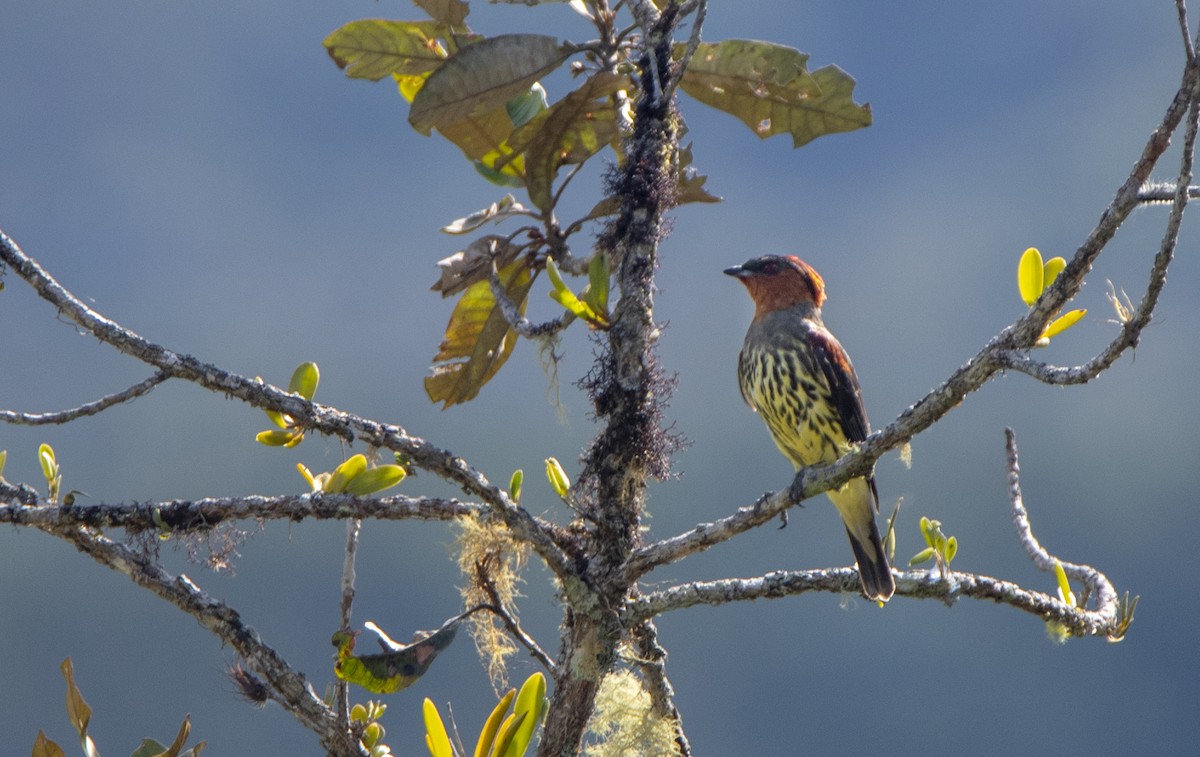 Chestnut-crested Cotinga - ML610898214