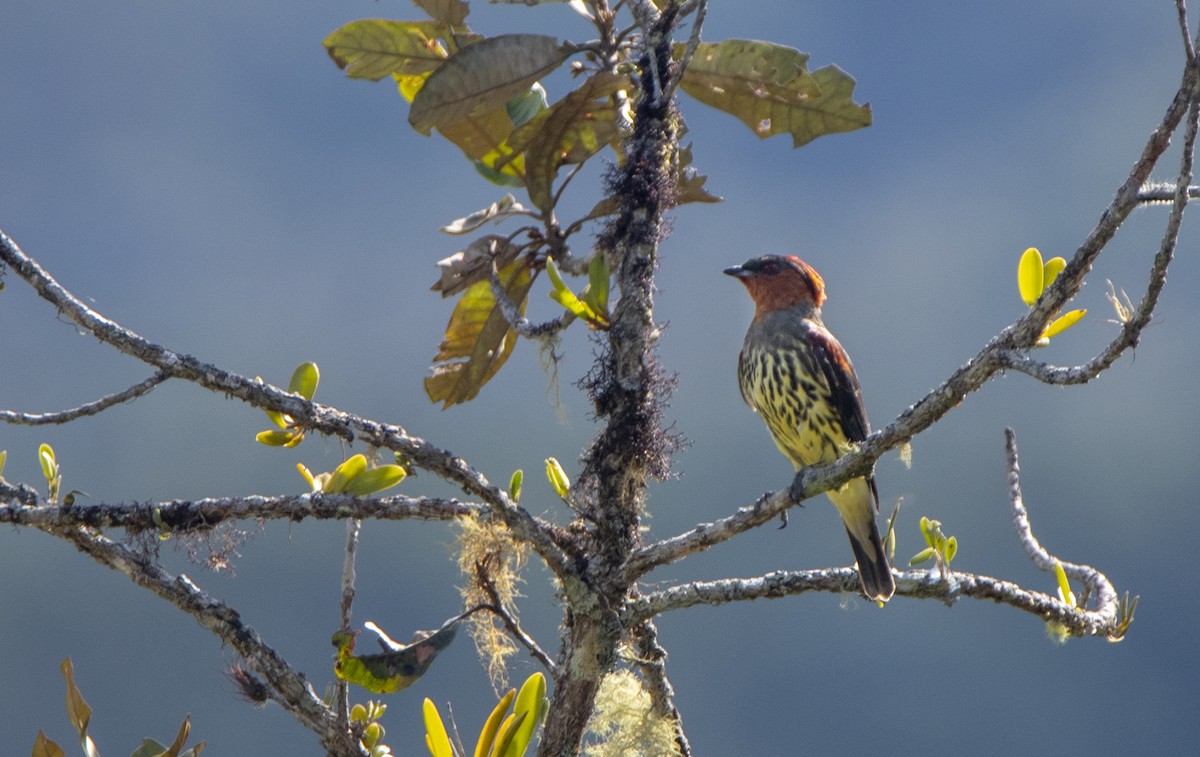 Chestnut-crested Cotinga - David F. Belmonte