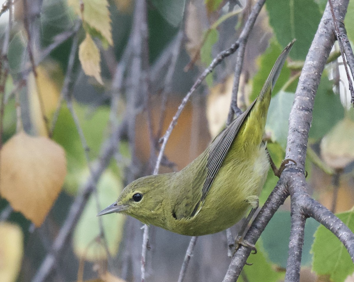 Orange-crowned Warbler - ML610898341