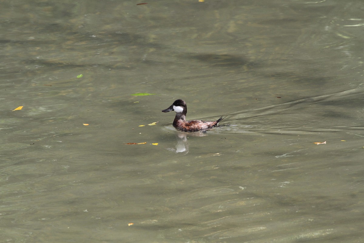 Ruddy Duck - ML610898362