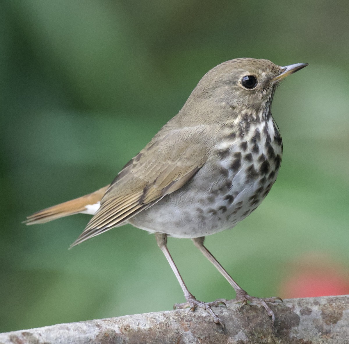 Hermit Thrush - ML610898363