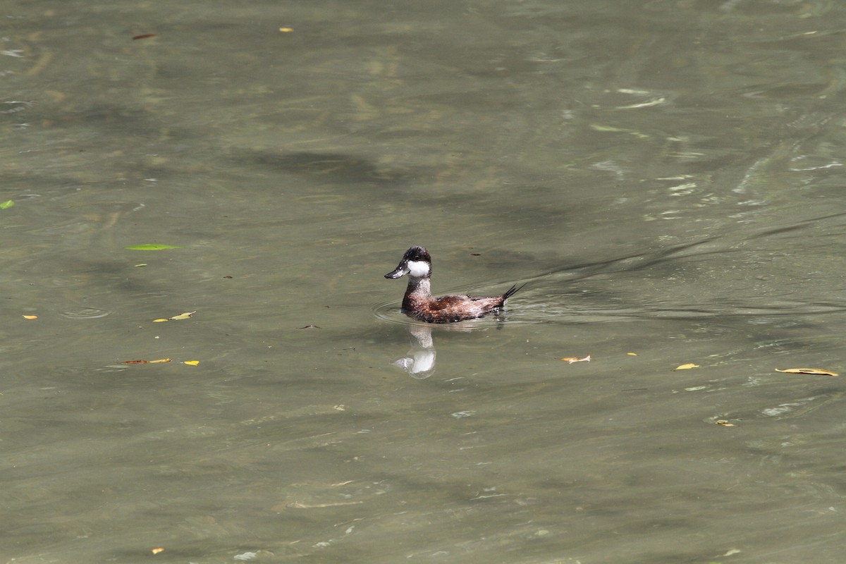 Ruddy Duck - ML610898365