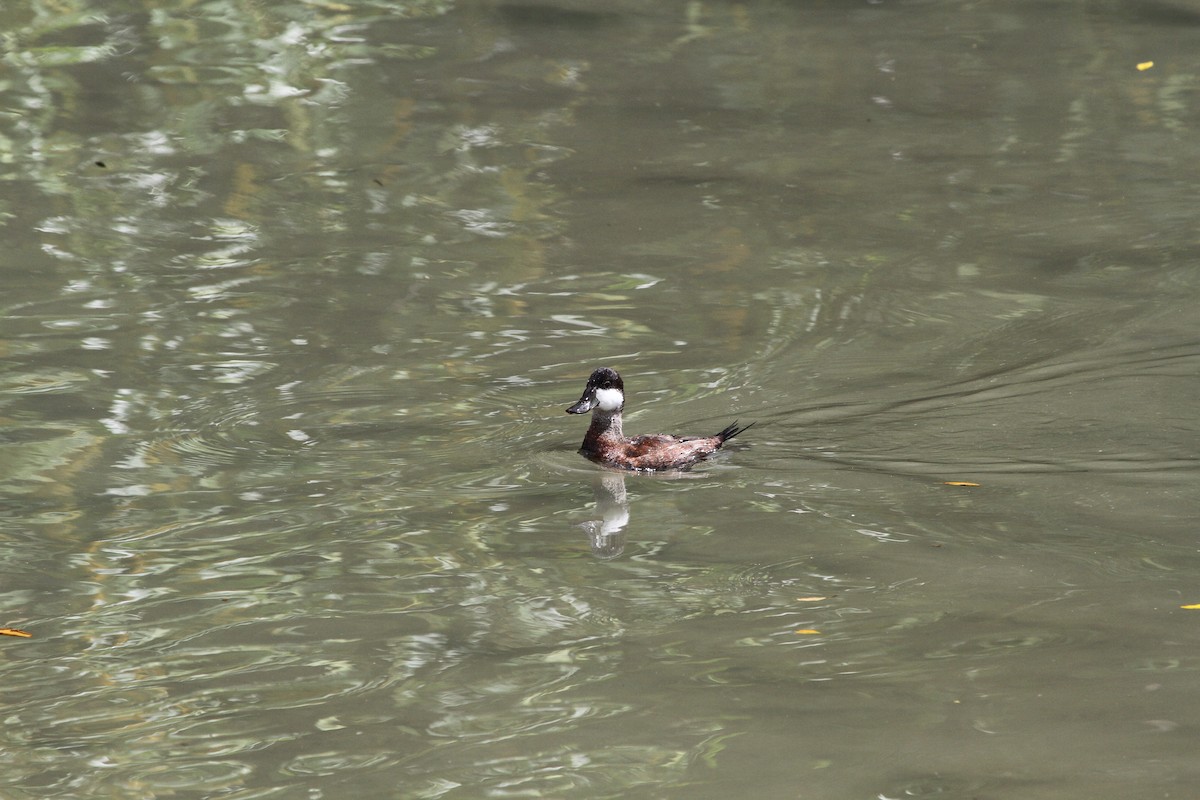 Ruddy Duck - ML610898367