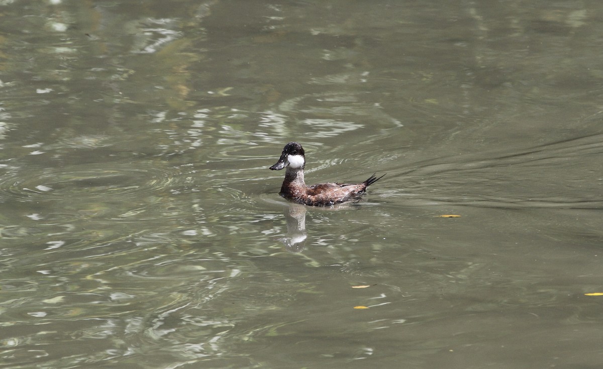 Ruddy Duck - ML610898371