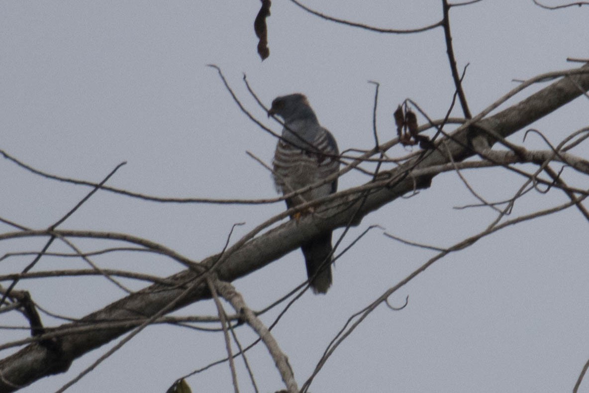 African Cuckoo-Hawk - ML610898469