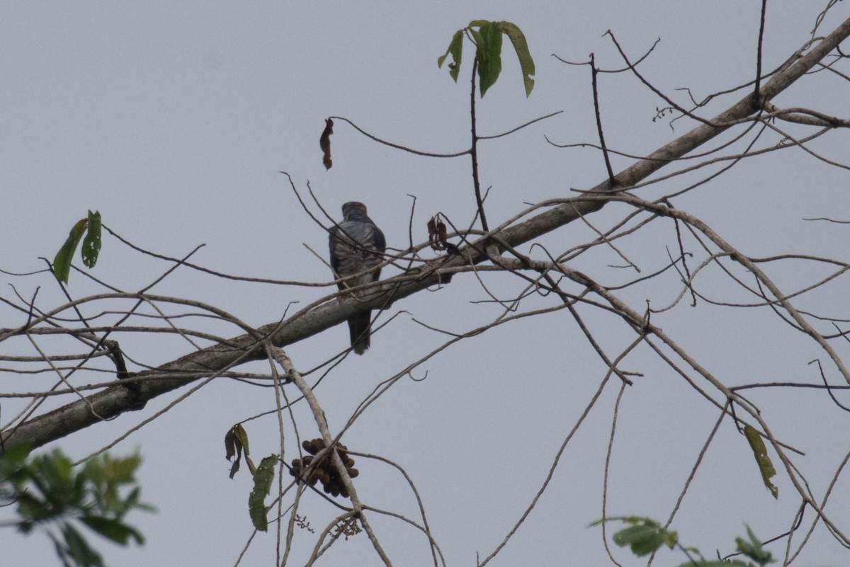 African Cuckoo-Hawk - ML610898470