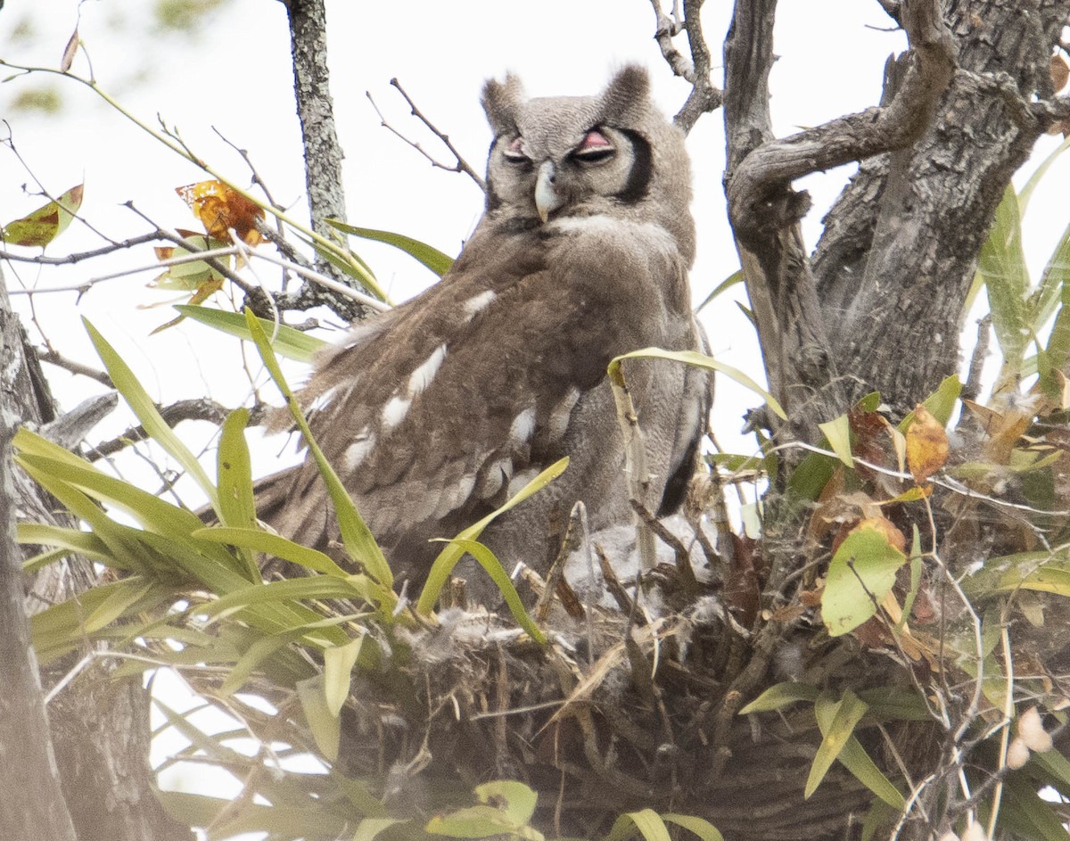 Verreaux's Eagle-Owl - ML610898476