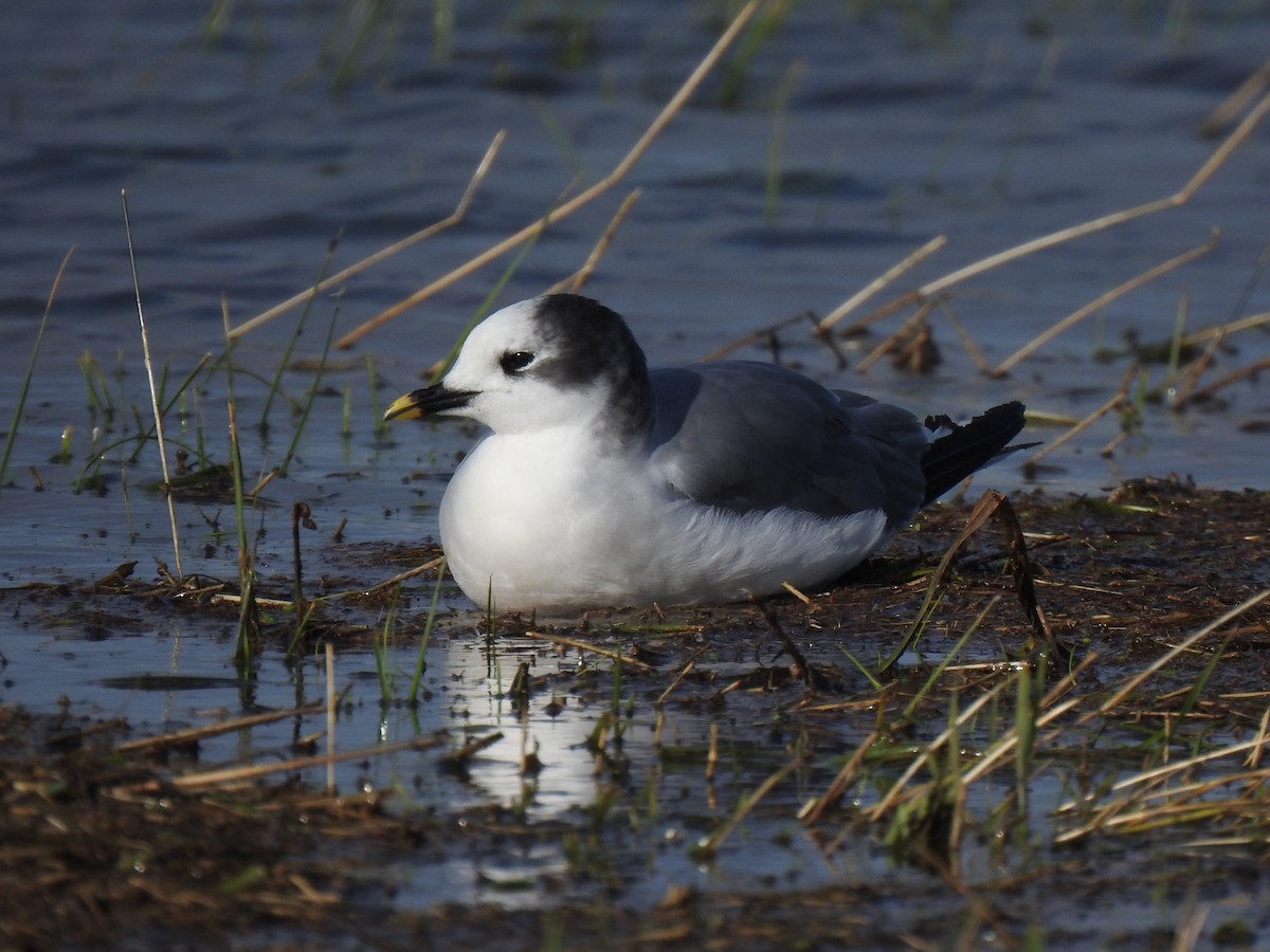 ML610898504 - Sabine's Gull - Macaulay Library