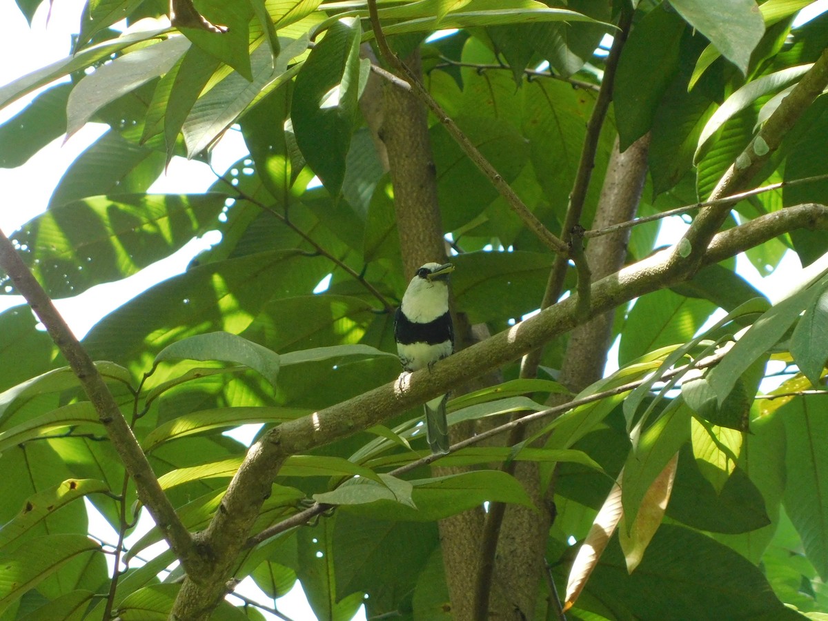 Tamatia à front blanc - ML610898529