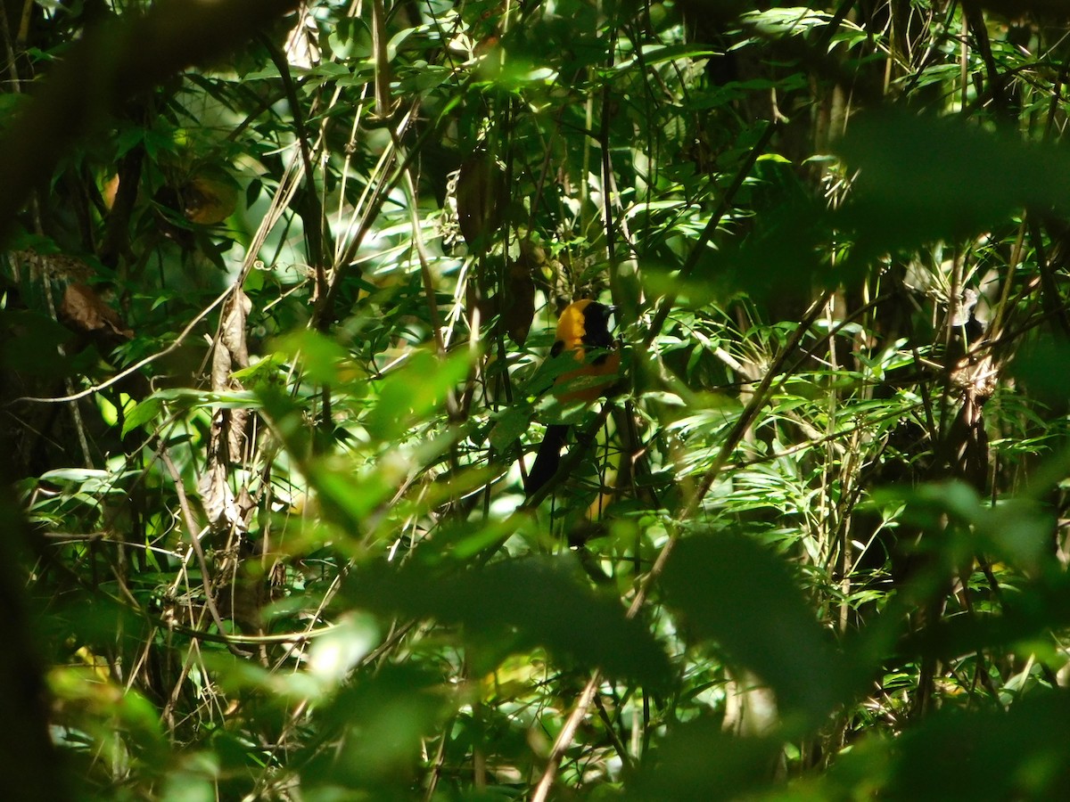 Yellow-backed Oriole - Elsy M. Rodriguez