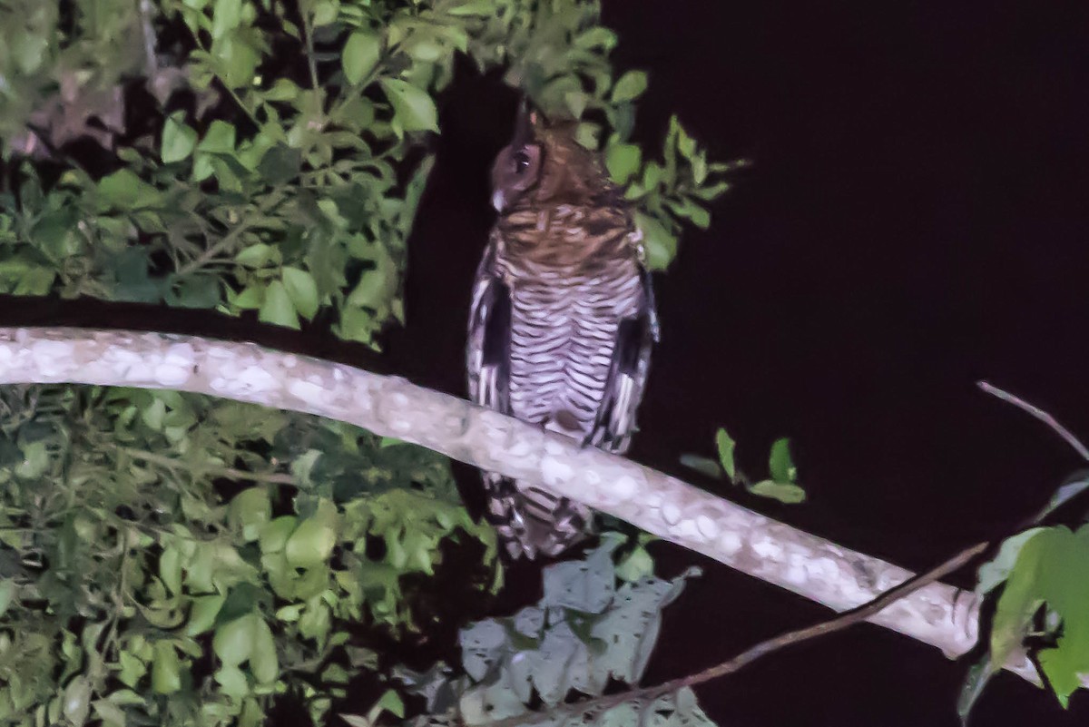 Fraser's Eagle-Owl - Michael Hooper