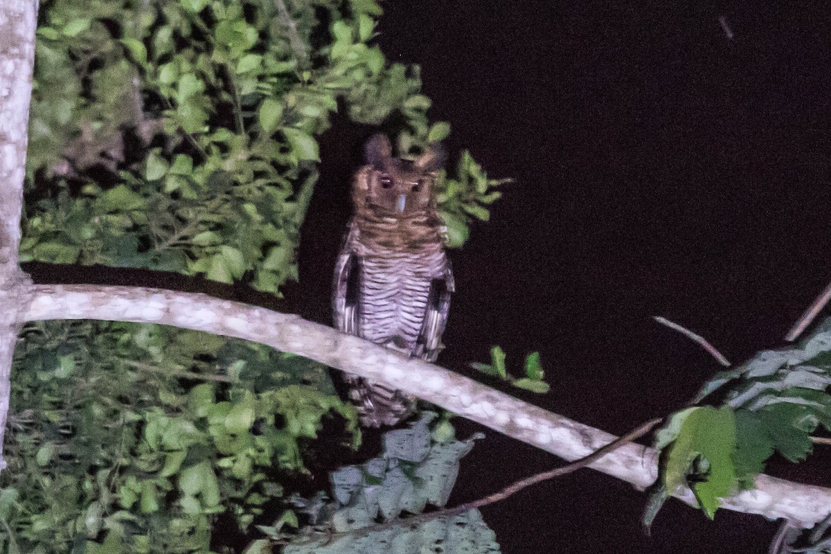 Fraser's Eagle-Owl - ML610898580