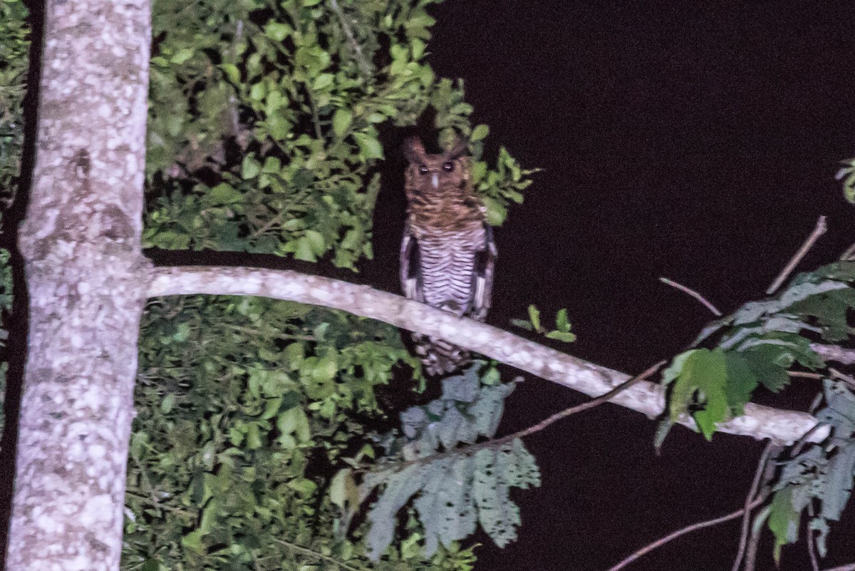 Fraser's Eagle-Owl - ML610898581