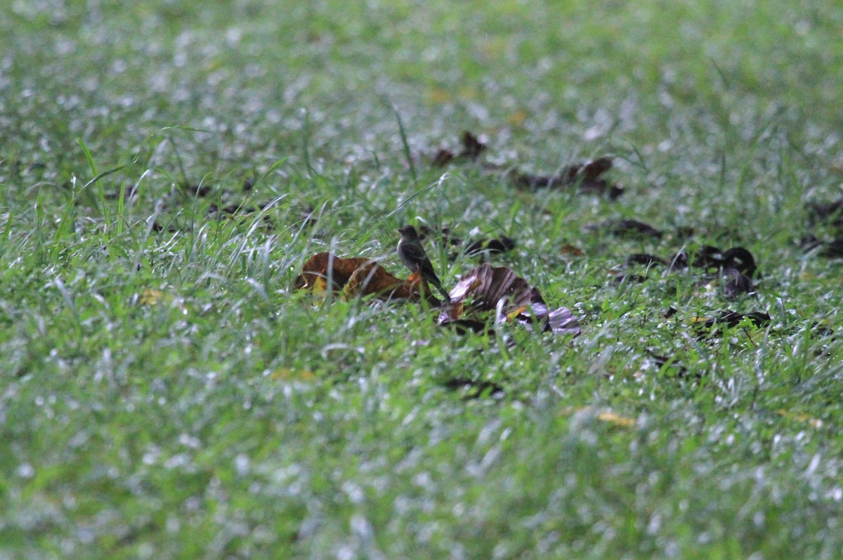 Western/Eastern Wood-Pewee - ML610898639