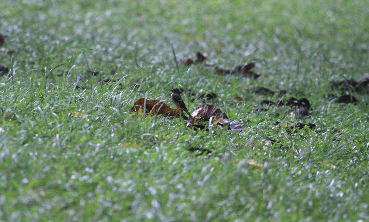 Western/Eastern Wood-Pewee - ML610898640