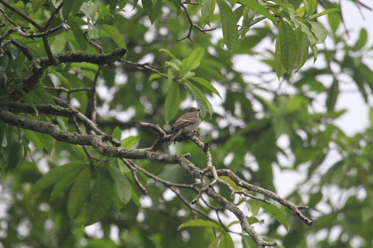 Western/Eastern Wood-Pewee - ML610898642