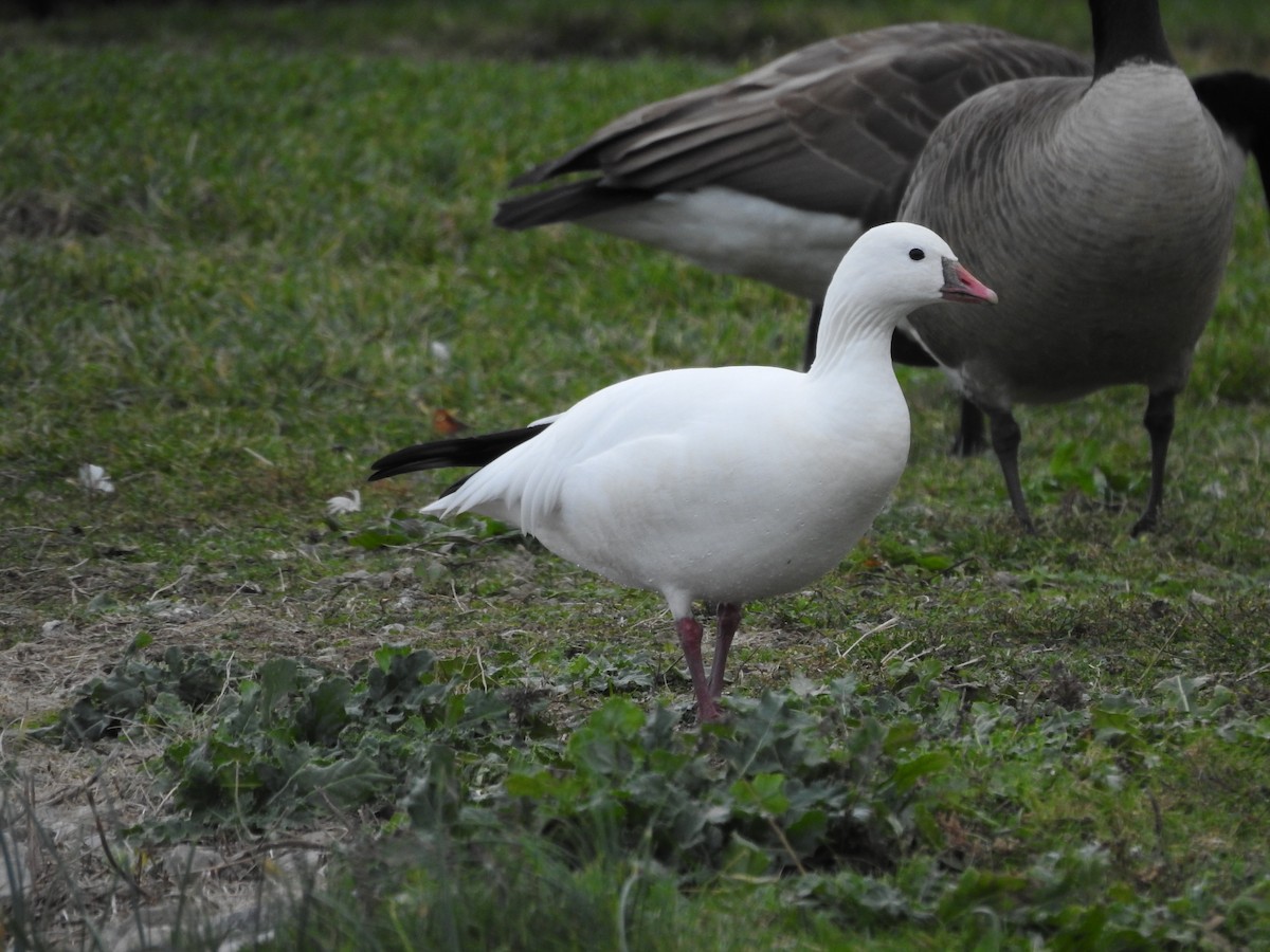 Ross's Goose - ML610898652