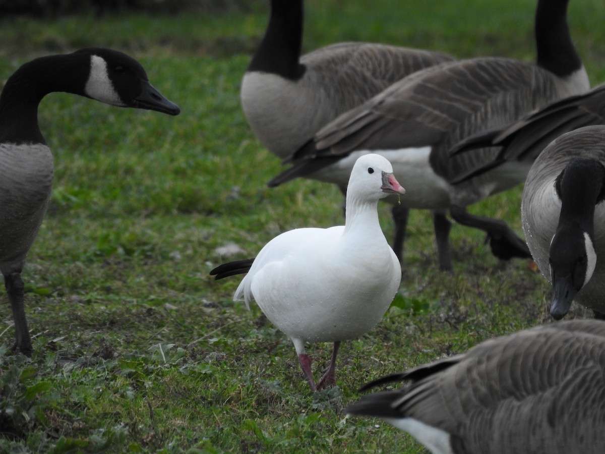 Ross's Goose - ML610898660