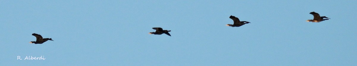 Great Cormorant - Roberto Alberdi