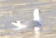 Iceland Gull (Thayer's) - ML610898692