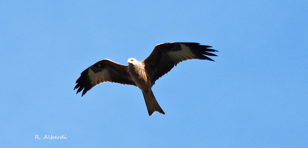 Red Kite - ML610898709