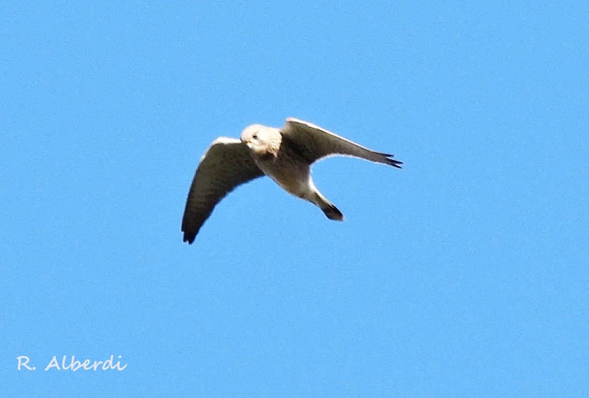 Eurasian Kestrel - Roberto Alberdi