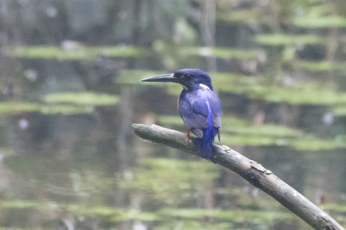 Shining-blue Kingfisher - ML610898718