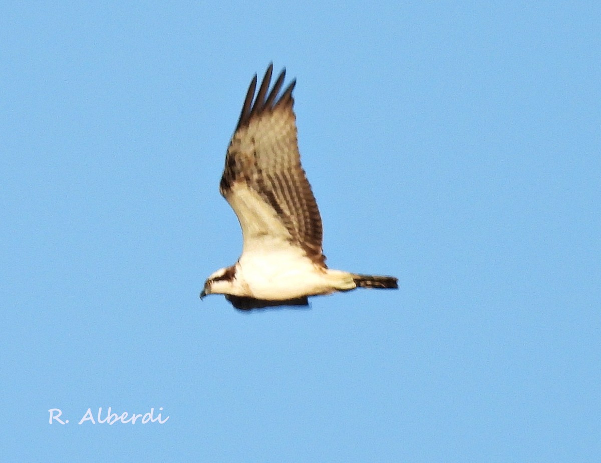 Águila Pescadora - ML610898724