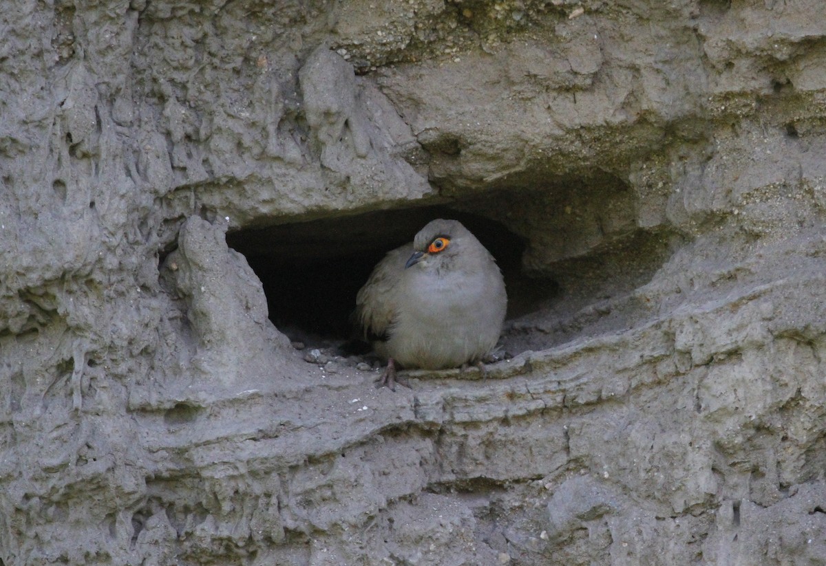 Bare-eyed Ground Dove - ML610898841