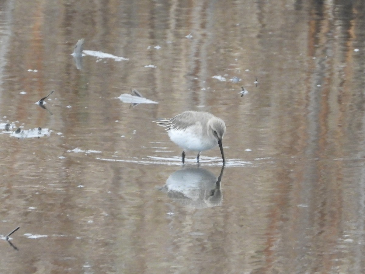 Dunlin - ML610898868