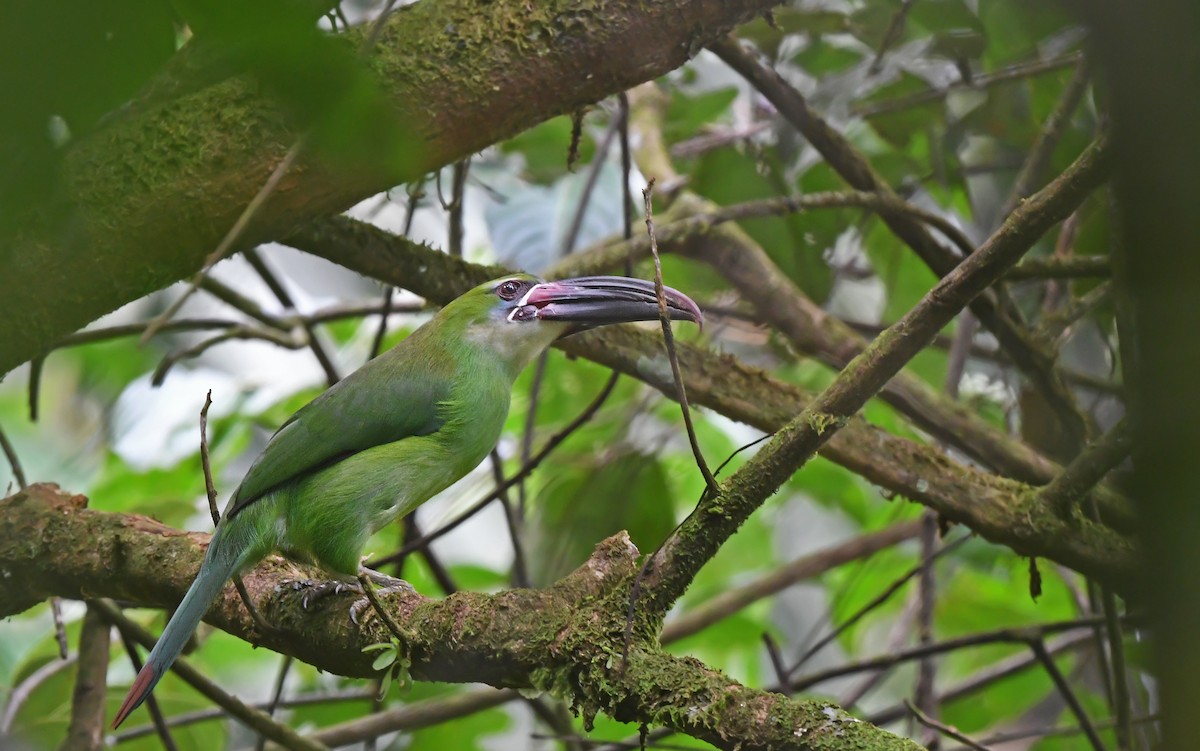 Toucanet de Derby - ML610898909