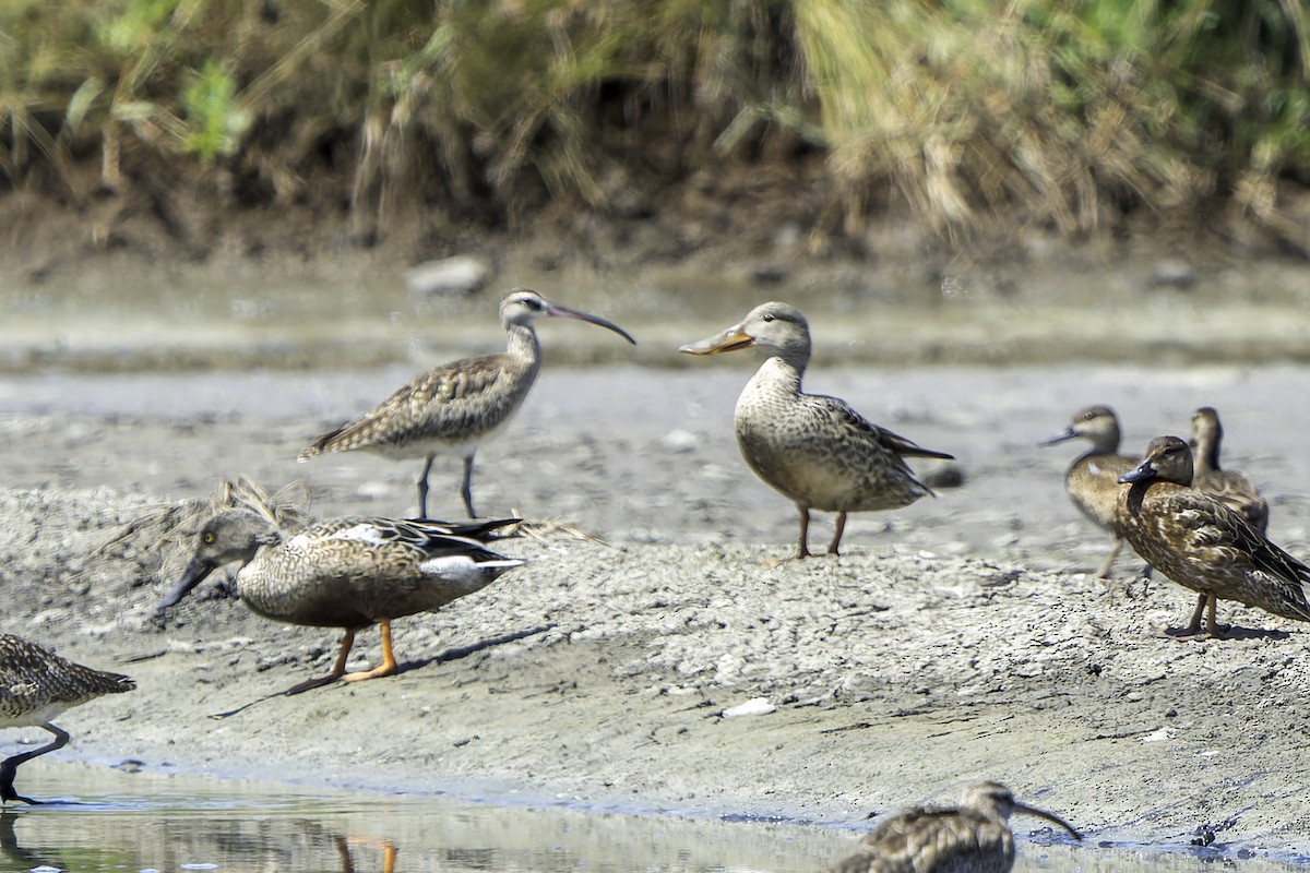 Northern Shoveler - ML610898938