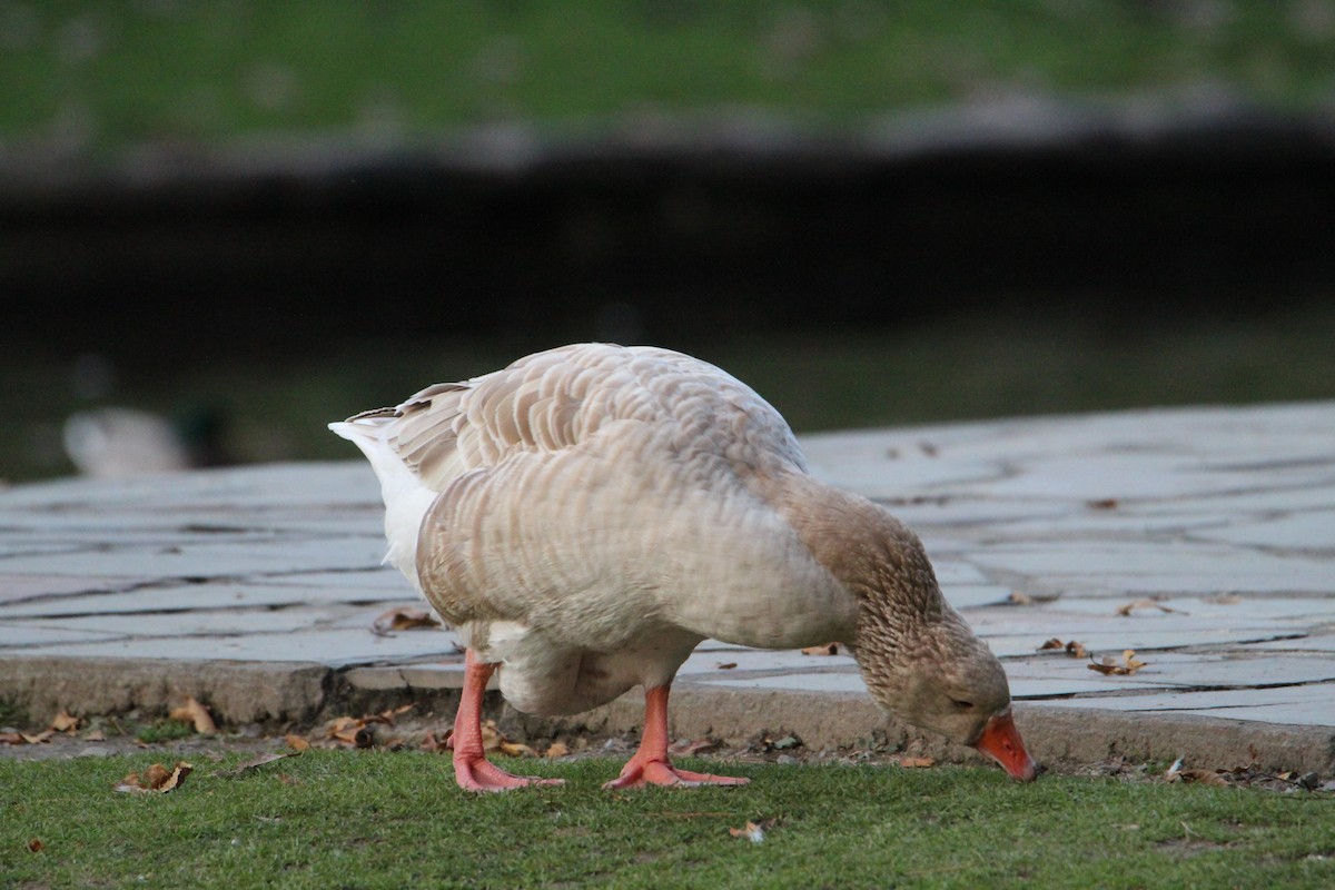 Domestic goose sp. (Domestic type) - ML610898981