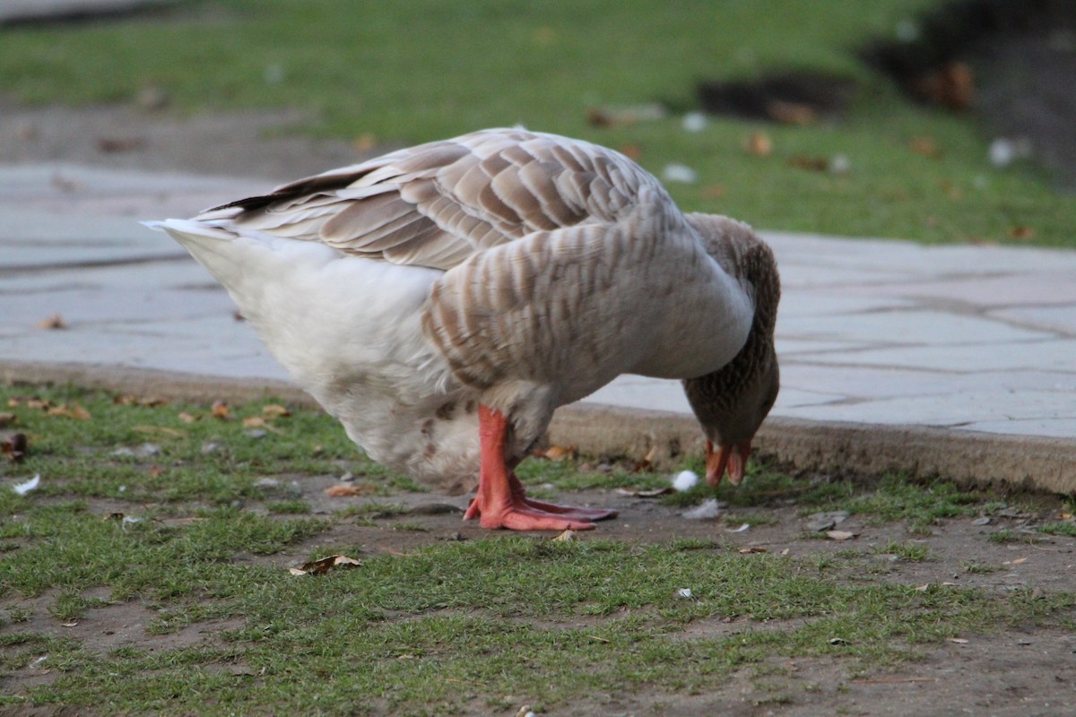 Domestic goose sp. (Domestic type) - ML610898991