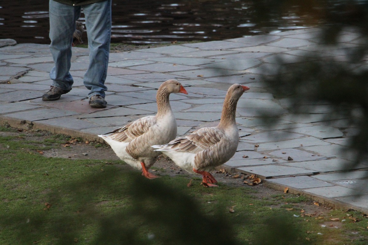 Domestic goose sp. (Domestic type) - ML610898992