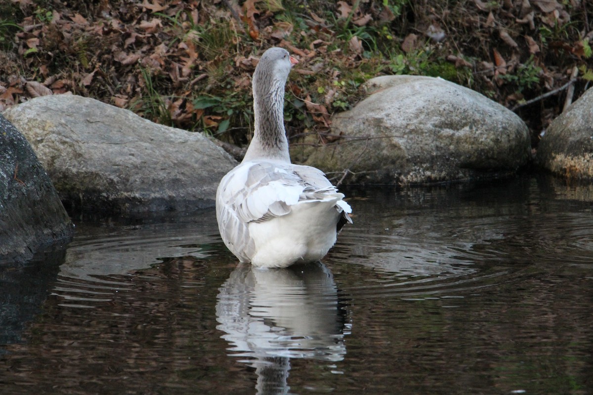 Domestic goose sp. (Domestic type) - ML610898993