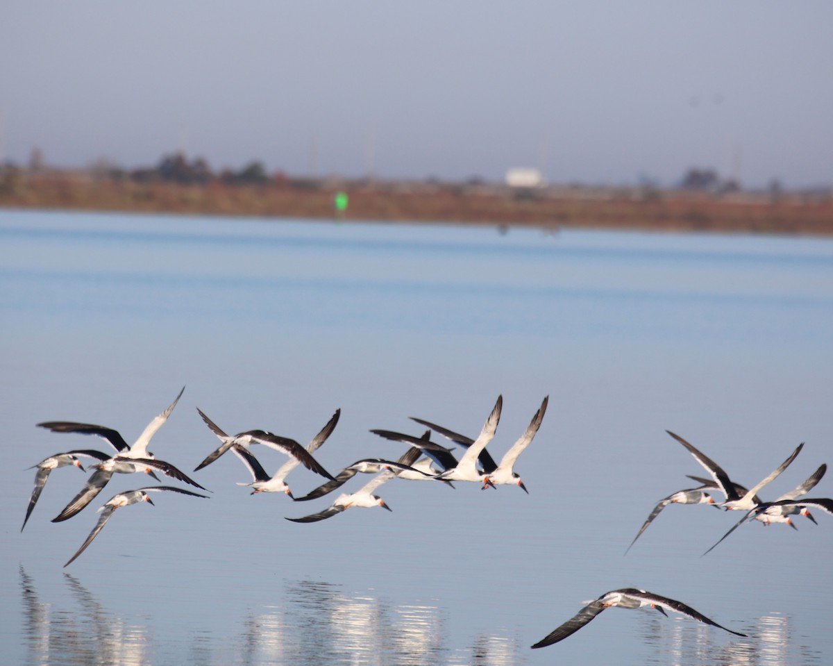 Black Skimmer - Lawrence Gardella