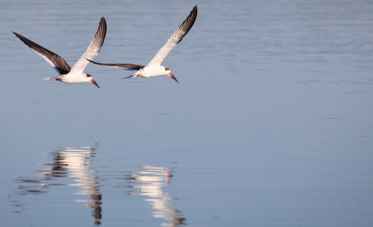 Black Skimmer - Lawrence Gardella