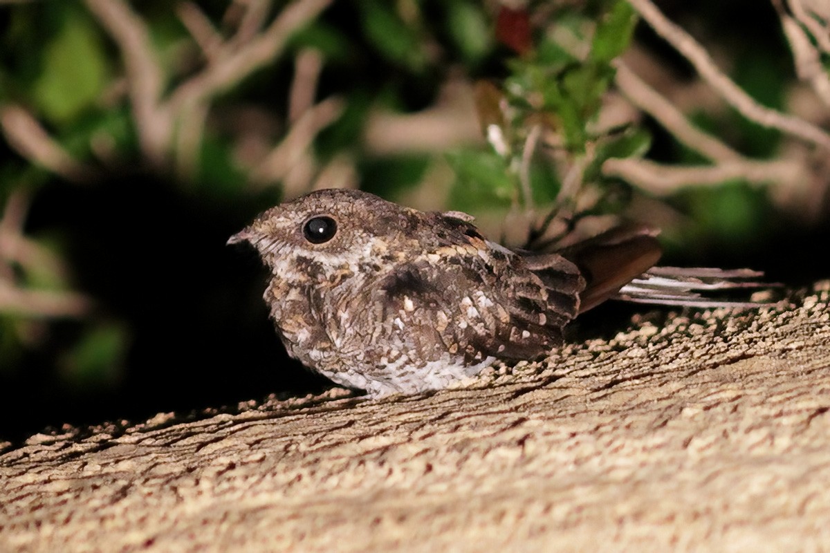 Ladder-tailed Nightjar - Dave Curtis