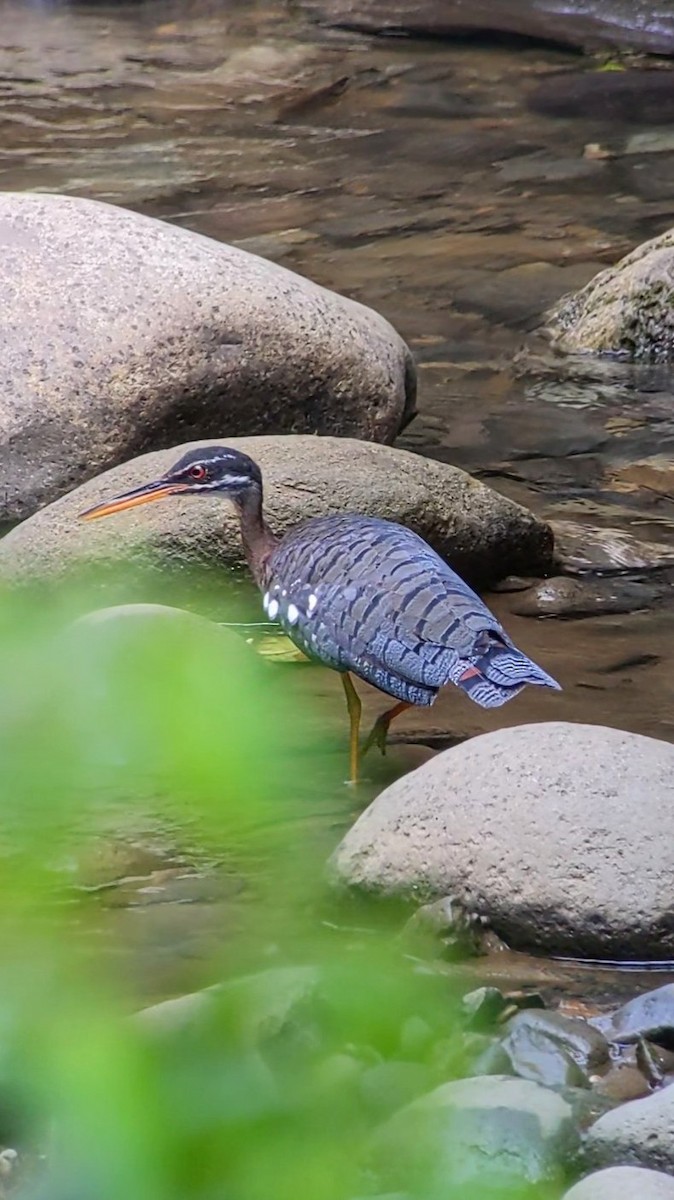 Sunbittern - Daniel Fonseca