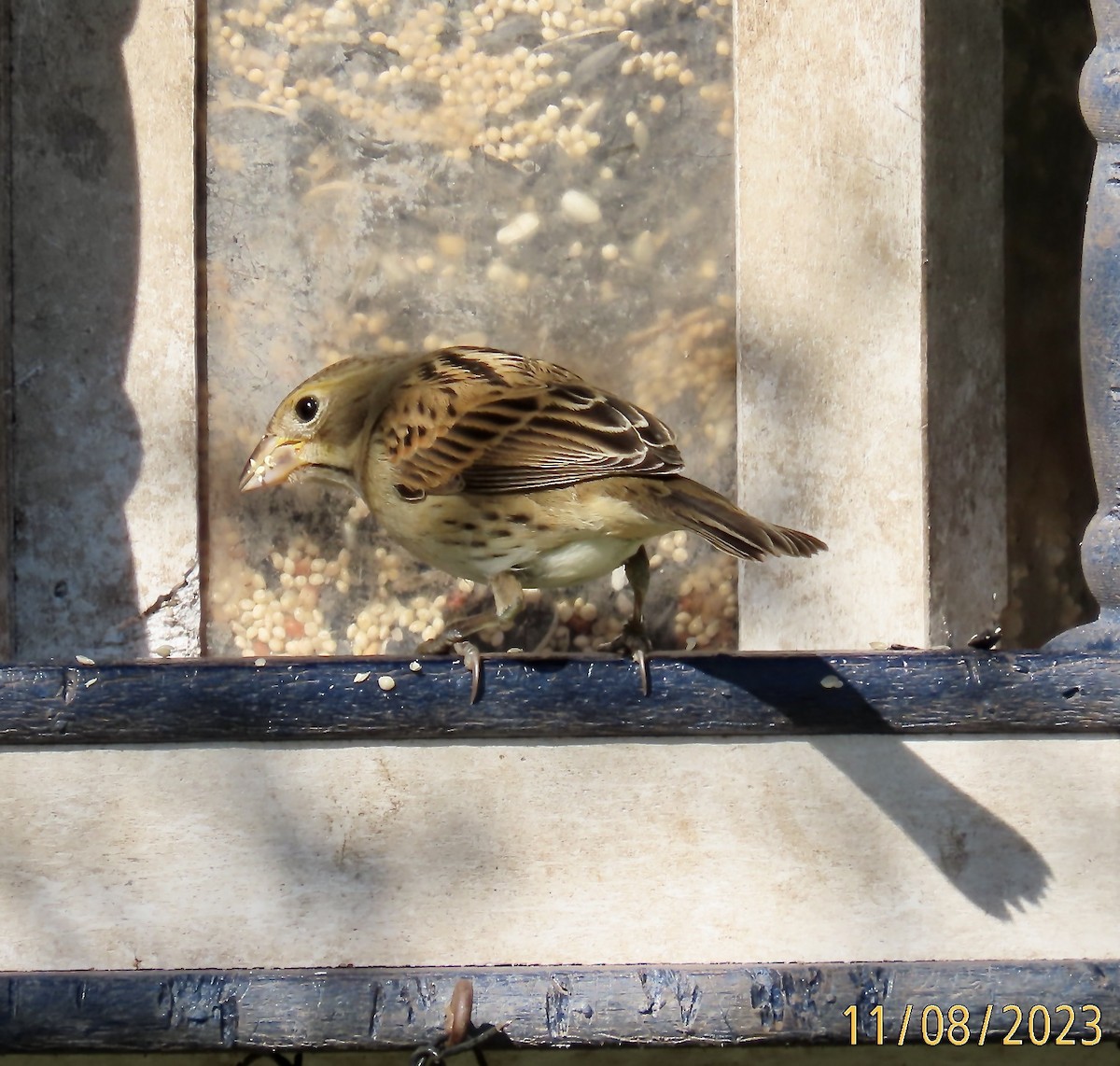 Dickcissel - ML610899543