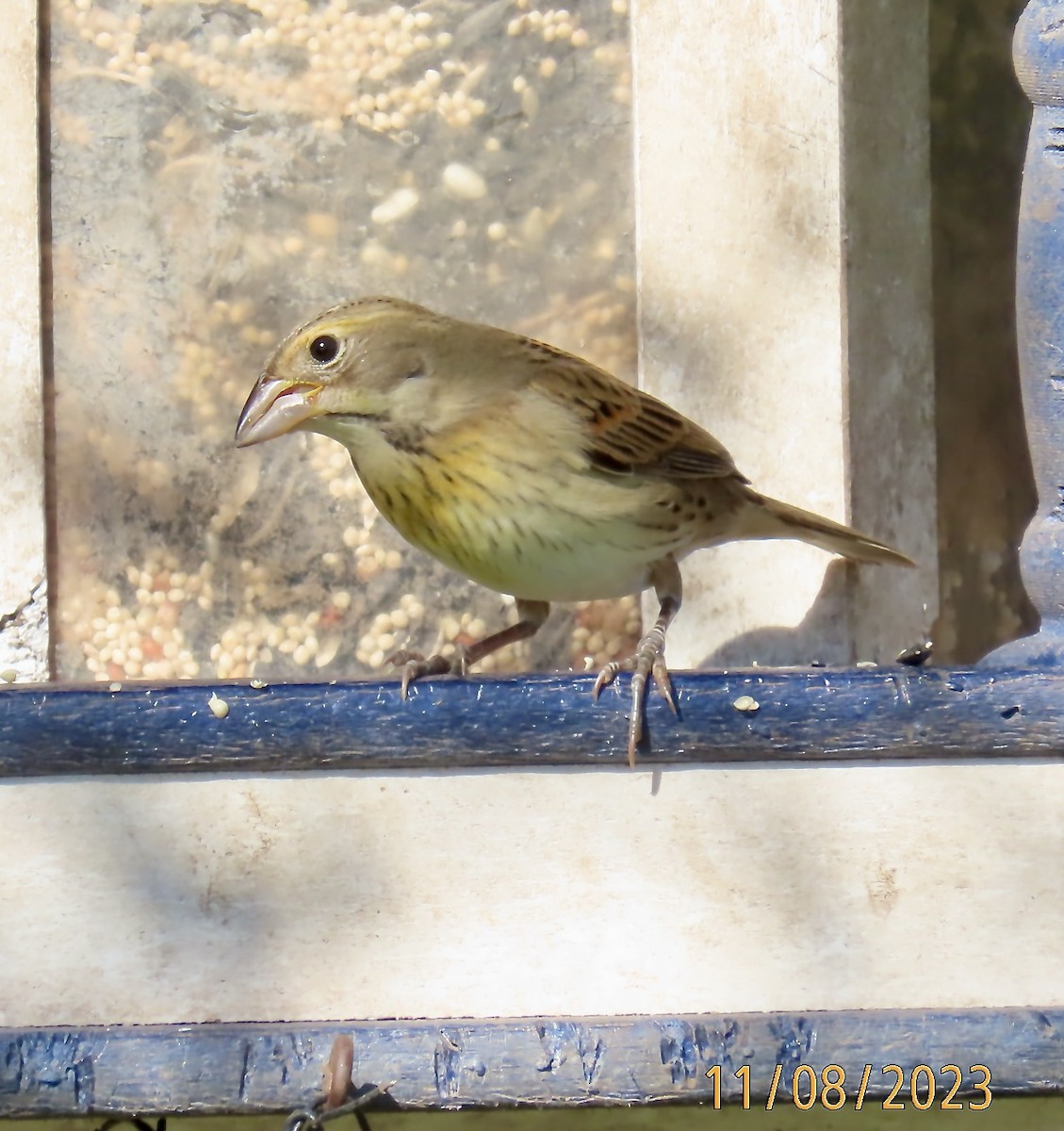 Dickcissel - ML610899547