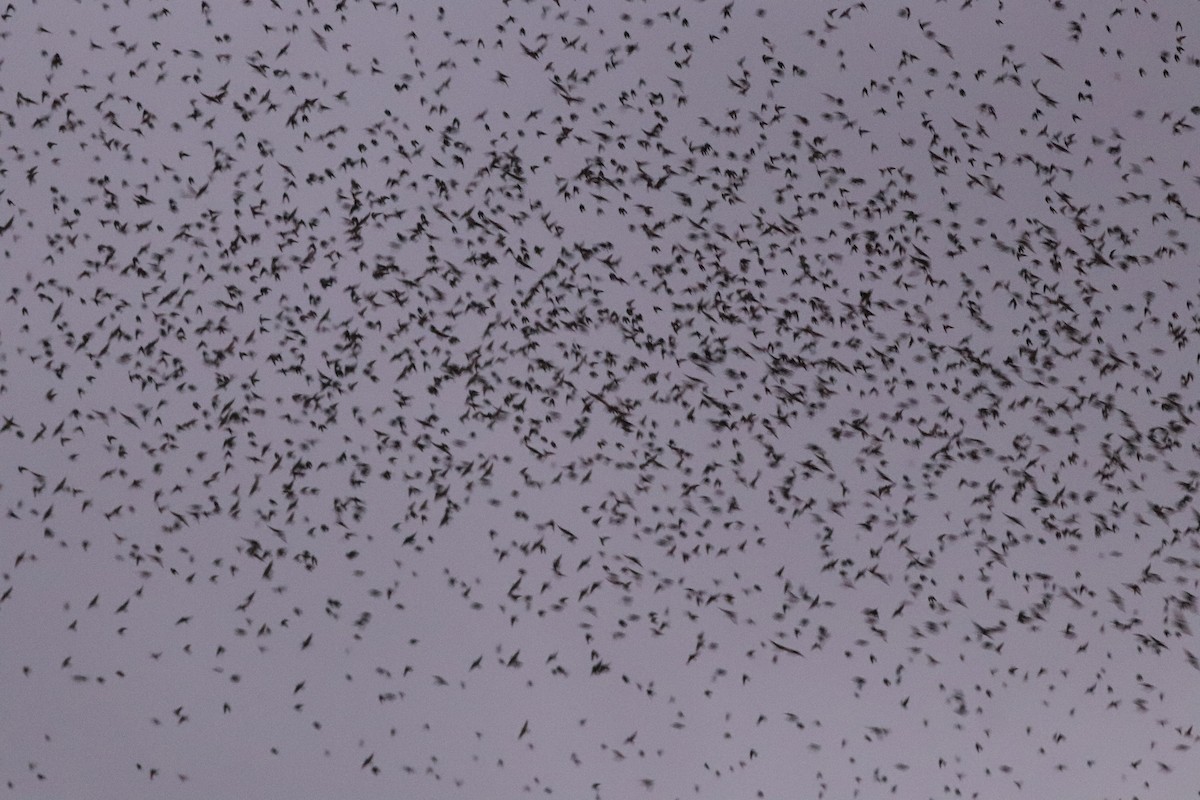 Barn Swallow - ML610899568