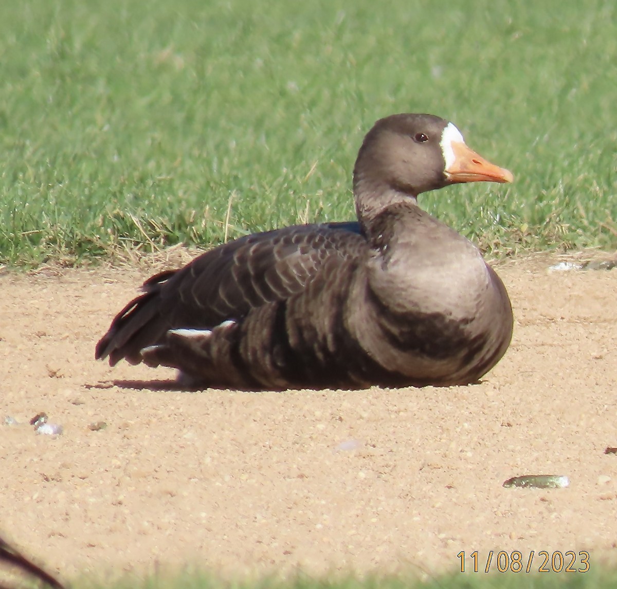 Greater White-fronted Goose - ML610899570
