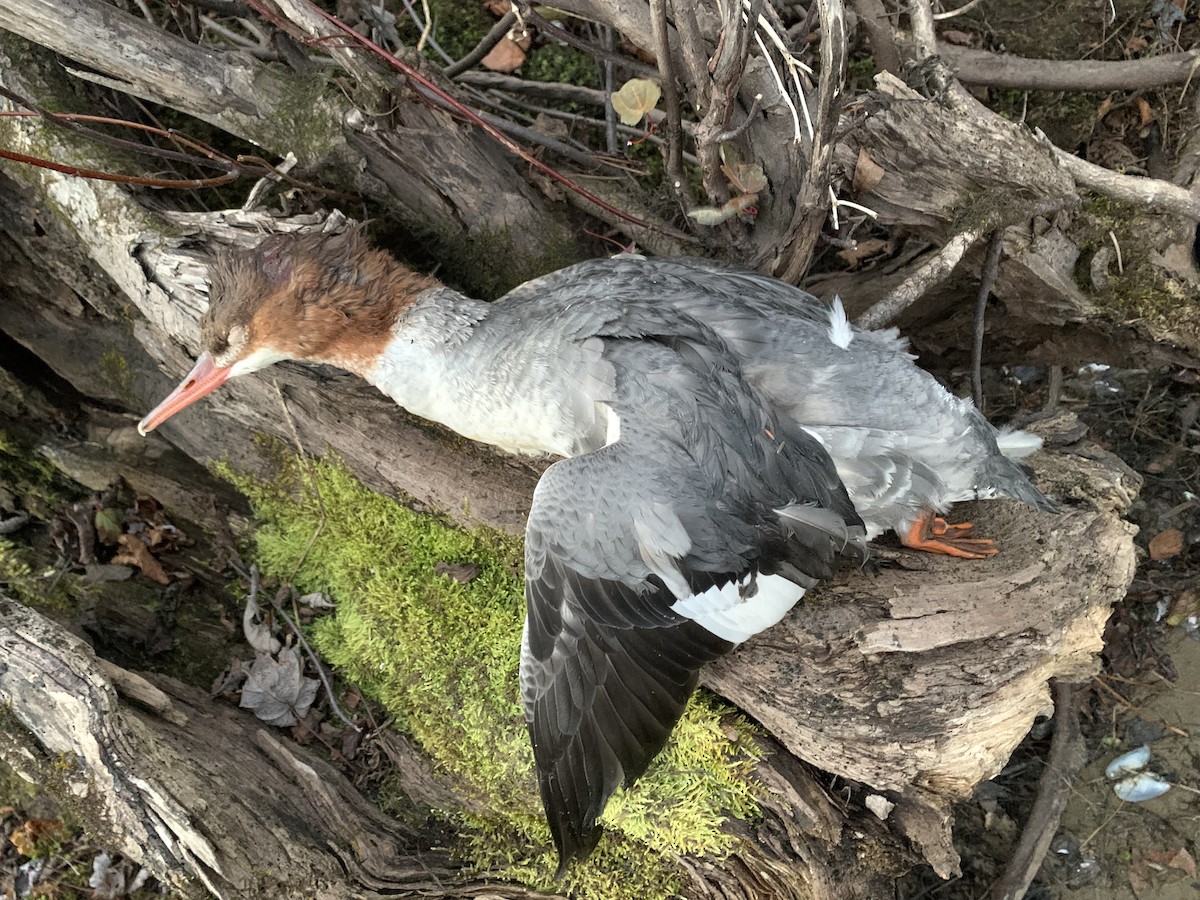 Common Merganser - Sam Sphire