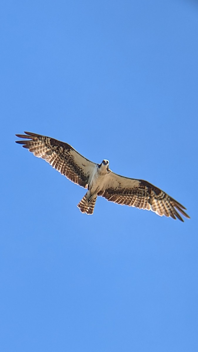 Águila Pescadora - ML610899590