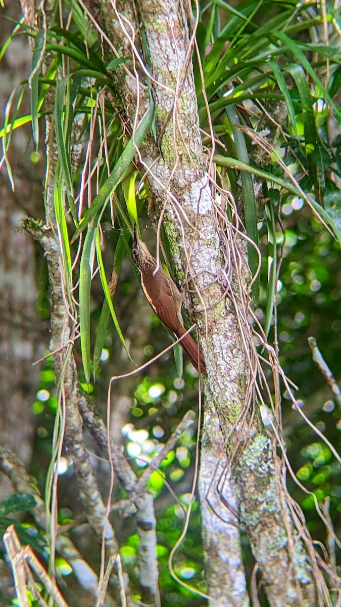 Cocoa Woodcreeper - ML610899607