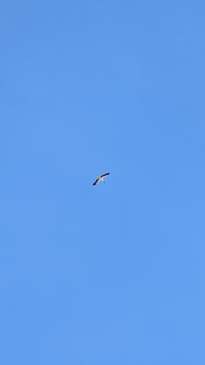 Wood Stork - ML610899621